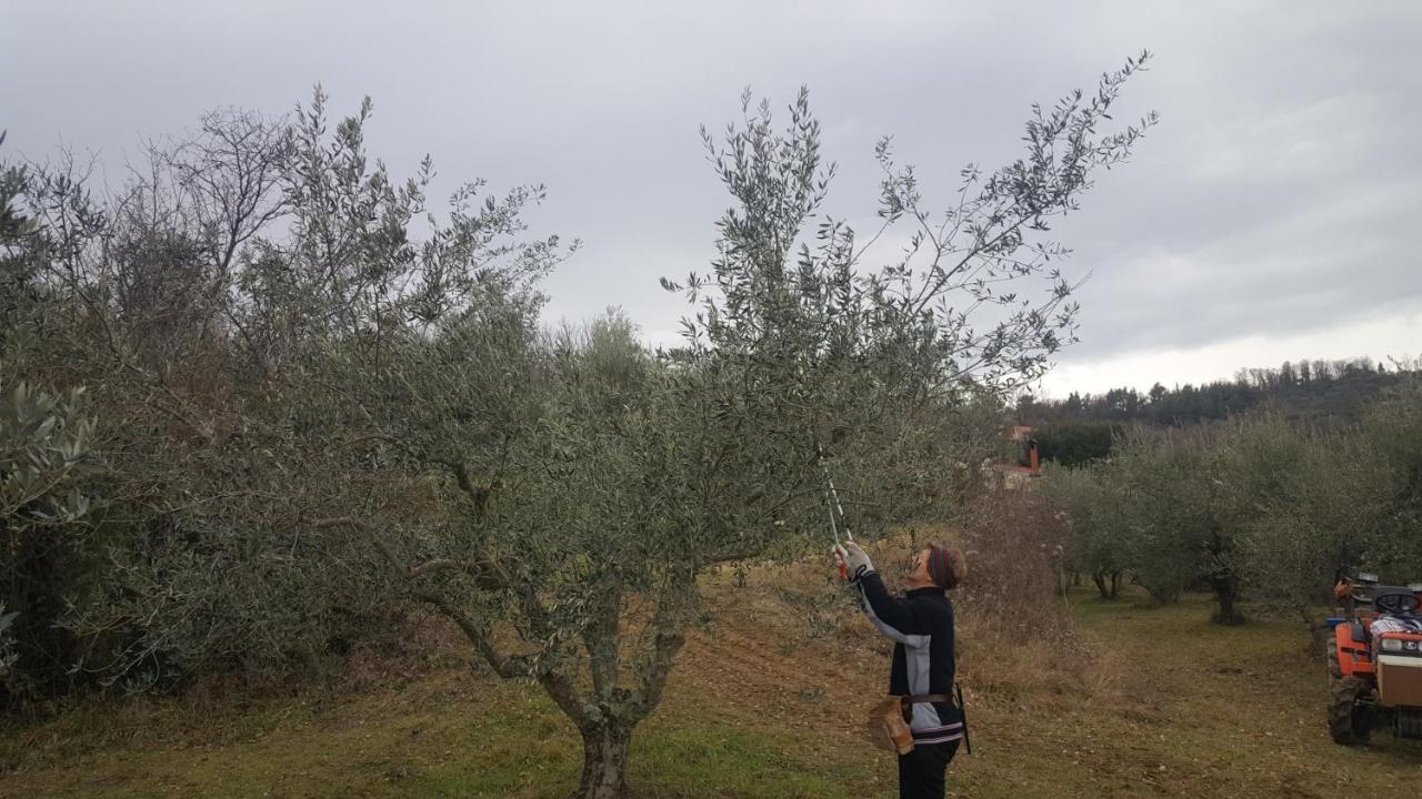 Apartma Istra Zora Sečovlje エクステリア 写真
